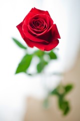 Fototapeta na wymiar Red rose captured - shallow focus.