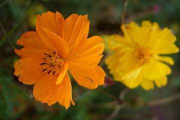 Orange and yellow flowers in the garden