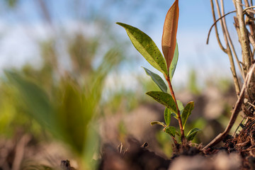 Fresh morning Red Leaf With Blue Sky Background