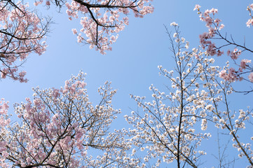 Sakura, cherry blossom