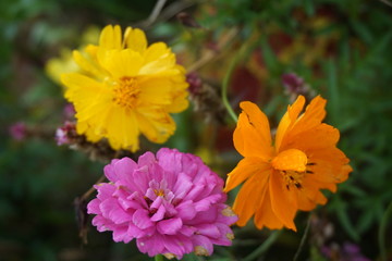 purple flower, orange flower and yellow flower in the green bush