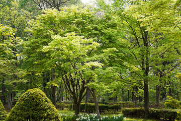 初夏の公園