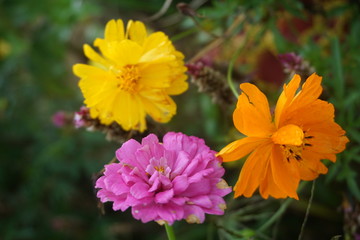 purple flower, orange flower and yellow flower in the green bush