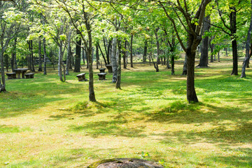 初夏の公園