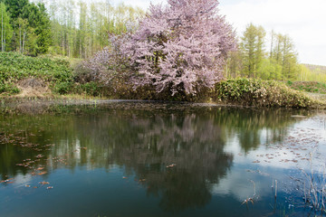 沼のほとりの満開のサクラ