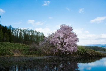 沼のほとりの満開のサクラ