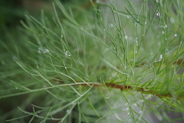 dew on the tree