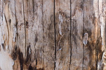 Relief texture of the brown bark of a tree with green moss on it. Horizontal photo of a tree bark texture. Relief creative texture of an old oak bark.