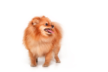 Fototapeta na wymiar Pomeranian puppy isolated on white background