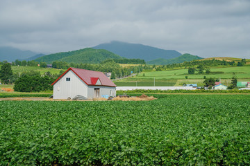 Fototapeta na wymiar Morning rural landscape with vegetable farm