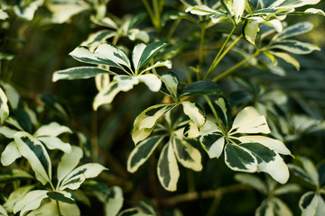 Tropical green leaves on dark background, nature summer forest plant concept
