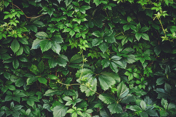 Hedge of big green leaves in spring. Green fence of parthenocissus henryana. Natural background of girlish grapes. Floral texture of parthenocissus inserta. Rich greenery. Plants in botanical garden.