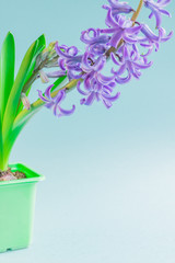 Blooming Blue hyacinth flower in green plastic pot on blue background. Copy space.
