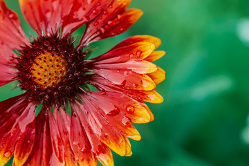 Scenic flowering gaillardia pulchella in macro. Amazing wet red yellow flower close-up with copy space. Wonderful petals with raindrops. Dew on beautiful blooming flower. Drops on plant. Rich flora.