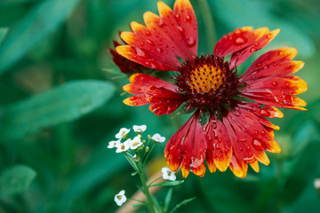 Scenic flowering gaillardia pulchella in macro. Amazing wet red yellow flower close-up with copy space. Wonderful petals with raindrops. Dew on beautiful blooming flower. Drops on plant. Rich flora.