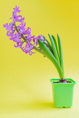 Blooming pink hyacinth flower in green plastic pot  on yellow background. Copy space.