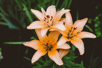 Beautiful flowering cream lily in macro. Amazing picturesque wet blooming orange flower closeup. Raindrops on colorful plant. Wonderful european perfume flower with dew drops. Droplets on beige petals