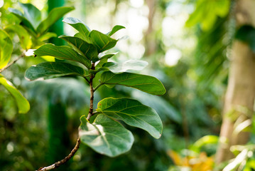Creative nature layout made of tropical leaves and flowers. Flat lay. Summer concept.
