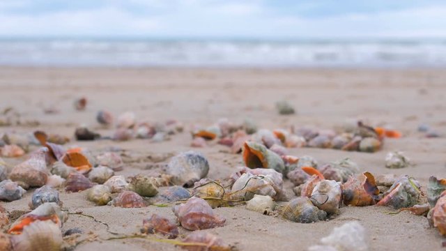Many beautiful shells of rapan in the sand on the black sea coast. Sea waves.