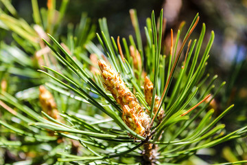 pine tree branch with cones