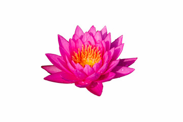 Booming Lotus Flower or  water lily isolated on white background