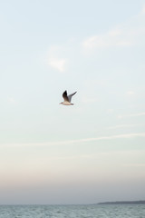 Fototapeta na wymiar Beautiful sunset with flock of seagulls flying over the sea