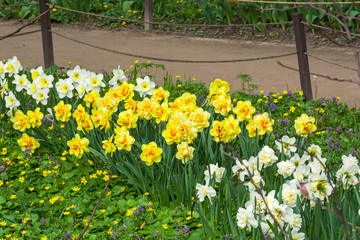 Narcissus of the Innovator species
