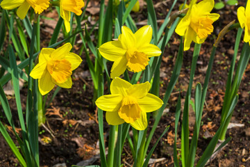 Narcissus of the Pimpernel species