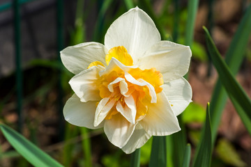 Narcissus of the Replete species