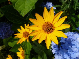 Obraz premium Flowering yellow jerusalem artichoke (helianthus tuberosus, girasol, earth apple) and blue hortensia (hydrangea, hydrangea macrophylla) flowers. Blossoming flowers of topinambur and blue hydrangea.