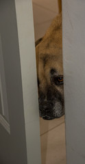 A pet dog peeps through a partially open door in the house image in portrait format with copy space