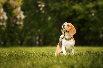 beagle dog in the garden