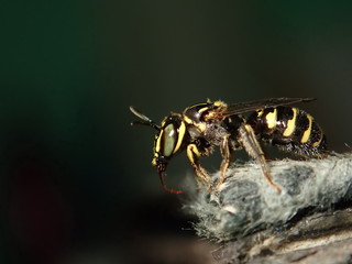 Bee and green background