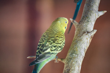 budgie on branch