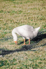 goose walking on the lawn