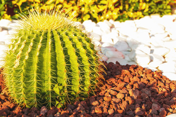 cactus grows on white pebbles