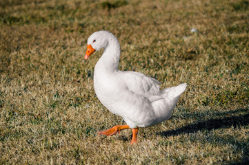 goose walking on the lawn