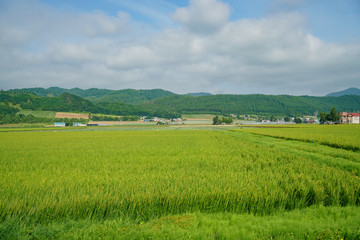 Morning rural landscape with corn farm