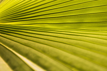 Green exotic palm tree leave stripe surface pattern and texture