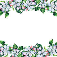 Fototapeta premium Frame, card of spring flowers watercolor, branches of flowering Apple.