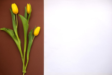 Yellow tulips bouquet isolated on a brown and white background;Valentine's Day and Mother's Day background. Top view.Spring easter greeting card.
