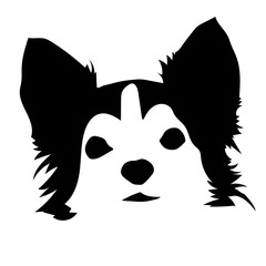 Portrait of the Chihuahua