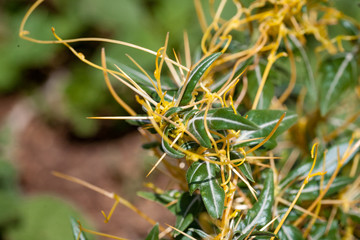 Fototapeta premium Dodder Genus Cuscuta is parasitic plants 