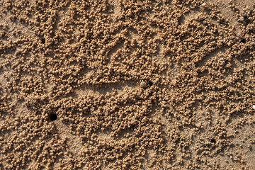 Crabs digging holes creating home and dumping small mud balls on a sandy shore 