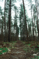 path in the forest