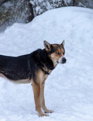 dog in snow