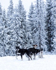 Fototapeta na wymiar Dogs in Snow