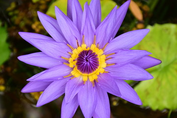 purple flower
