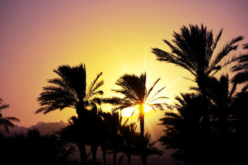 Fototapeta na wymiar Exotic sunset with the palm trees silhouette and sun beams light