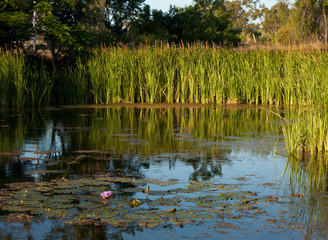 A pond with water lilies and reed around in the evening in a park in Queensland, Australia